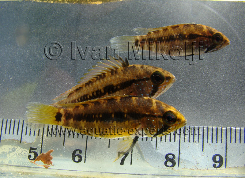 freshwater underwater images